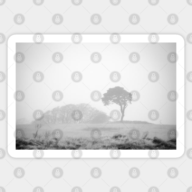 Lone pine in fog Sticker by heidiannemorris